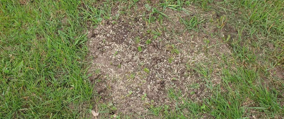 Bare patch on a lawn in Grand Junction, CO, with seeds.
