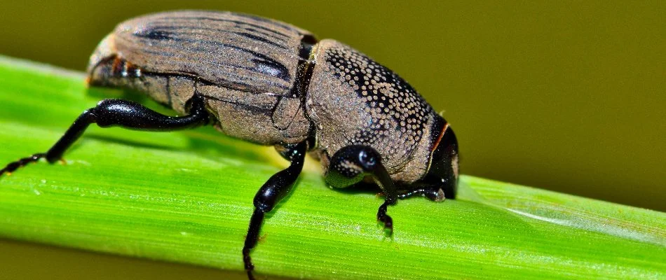 A billbug lawn insect feeding on a blade of grass in Grand Junction, CO.