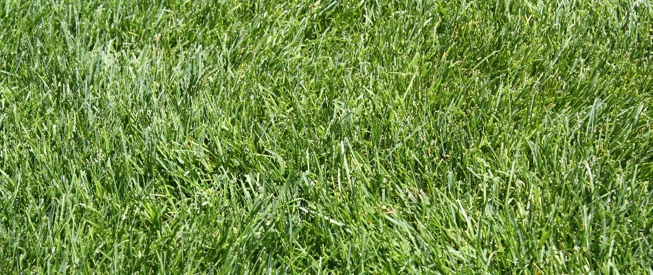 Closeup of lush, green grass in Grand Junction, CO.
