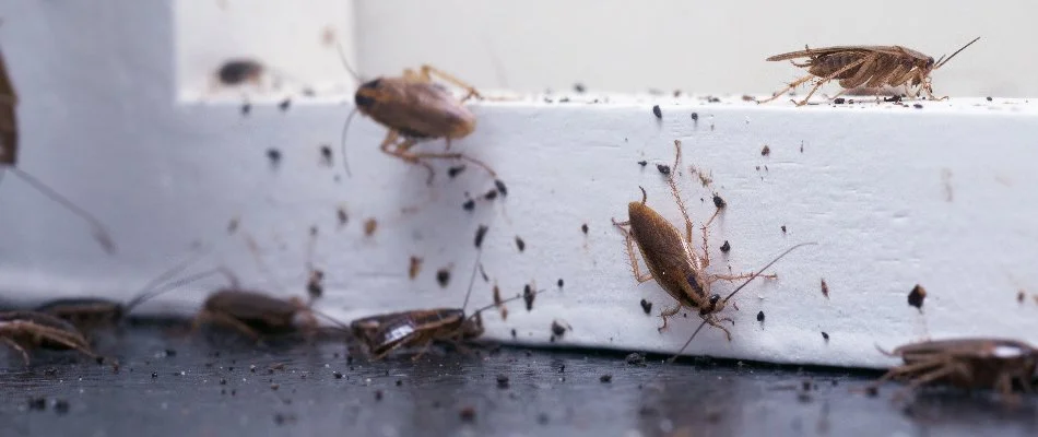 Cockroaches on a windowsill in Grand Junction, CO.