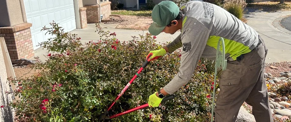Crew in Grand Junction, CO, trimming an overgrown shrub.