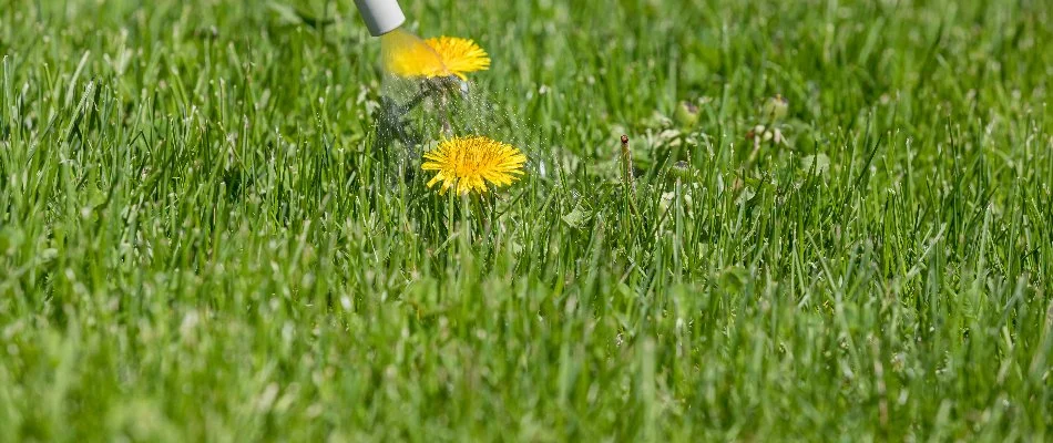Dandelion being sprayed on a lawn in Grand Junction, CO.