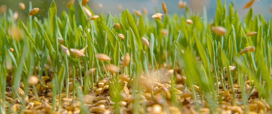 Seeds being scattered on a lawn in Grand Junction, CO, with grass.
