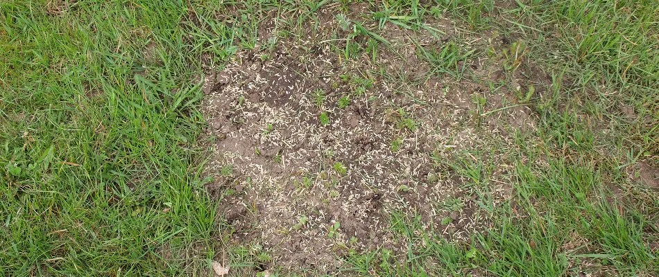 Grass seeds on a patchy area of a lawn in Grand Junction, CO.