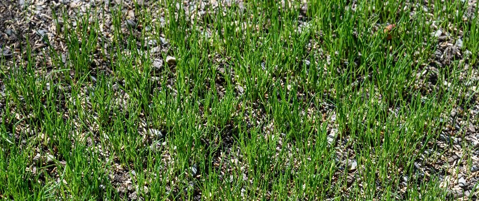 Grass seeds on a patchy lawn in Grand Junction, CO.