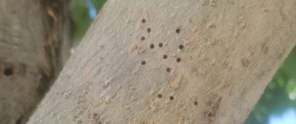 Small holes in an ash tree trunk in Grand Junction, CO, caused by bark beetles.