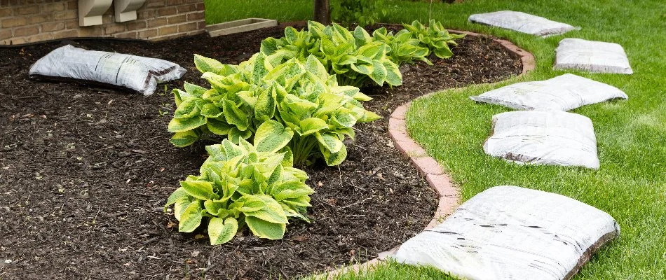 Landscape bed in Grand Junction, CO, with mulch and green plants in Grand Junction, CO.