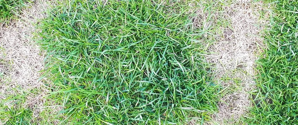 A lawn in Grand Junction, CO, affected by necrotic ring spot.