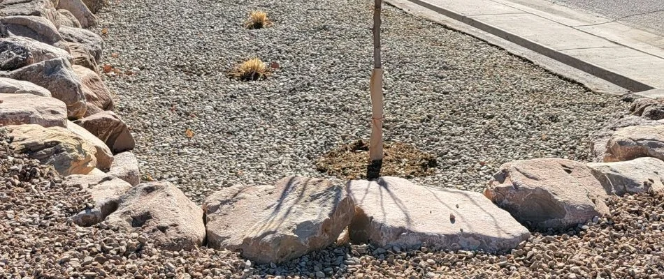 Plant base with space away from landscape rocks in Grand Junction, CO.