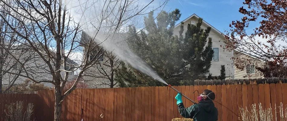 A professional in Grand Junction, CO, spraying a treatment onto a tree.