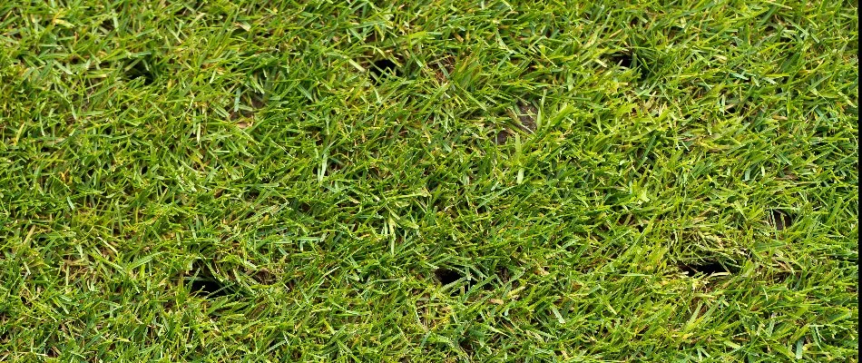 Tiny holes in a lawn in Grand Junction, CO, from the aeration process.