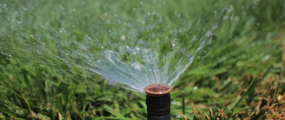 Sprinkler head spraying water on grass in Grand Junction, CO.