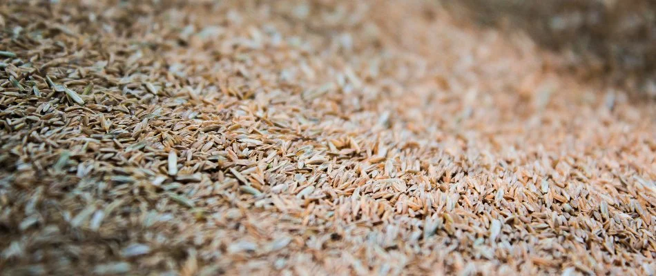 Tan grass seeds in Grand Junction, CO.