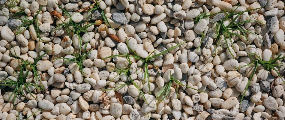 Weeds growing in a rock landscape in Grand Junction, CO.