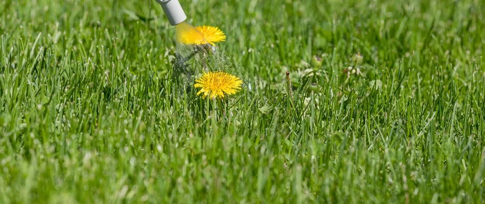 Yellow dandelion being sprayed on a lawn in Grand Junction, CO.