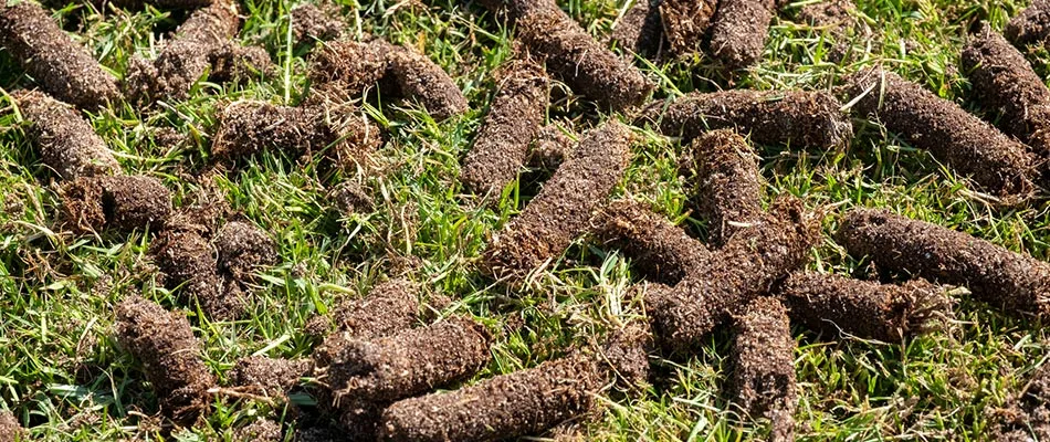 Aeration plugs on a lawn left there to return the nutrients to the soil in the Fruita, CO area.