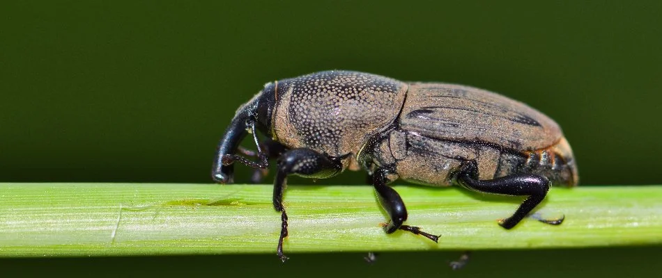 Billbug on grass on a property in Grand Junction, CO.