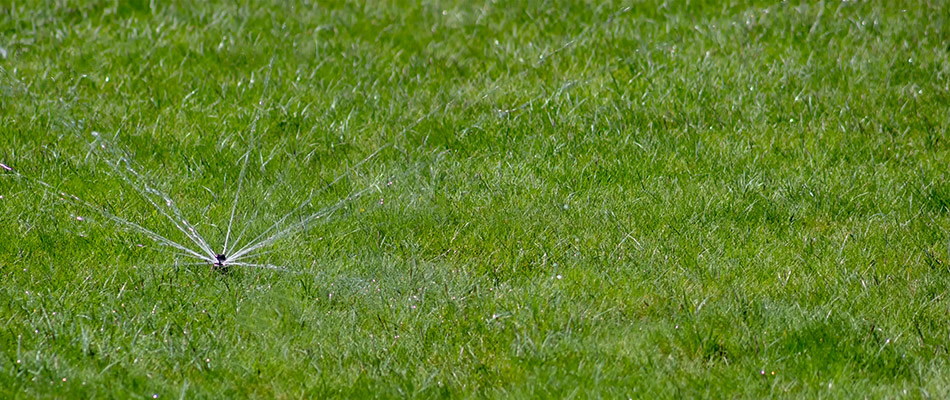 Faulty sprinkler watering a lawn poorly and in need of repair.