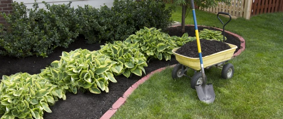 Landscape bed with mulch and mulch in wheelbarrow in Grand Junction, CO.