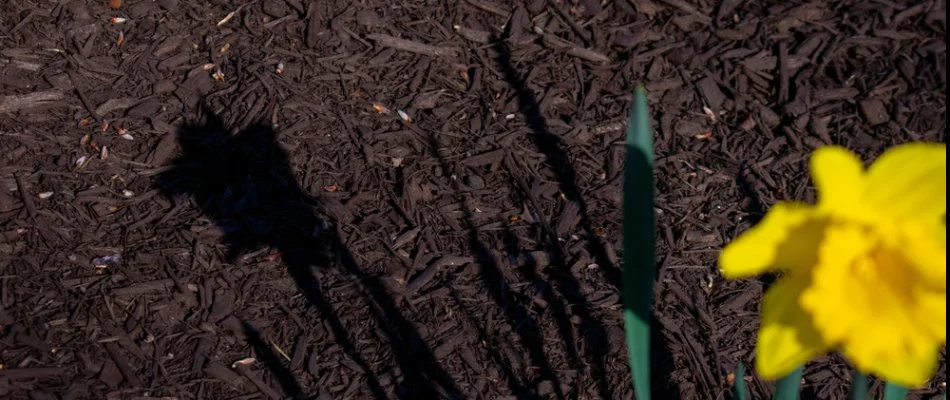 Dark brown mulch and a yellow flower in Grand Junction, CO.