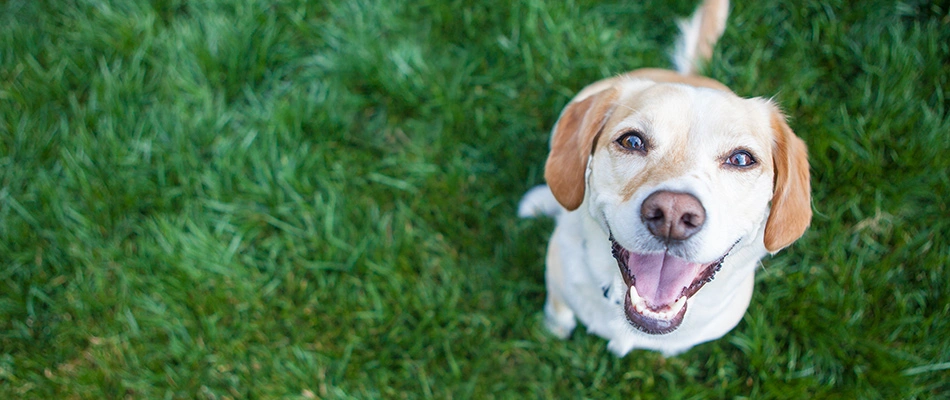 A happy dog is smiling up at its owner from a healthy, pet-safe lawn.