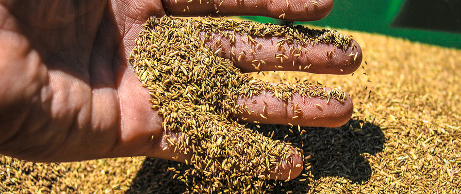 A hand is sifting through grass seeds and preparing them for overseeding a customer's lawn in Palisade, CO.