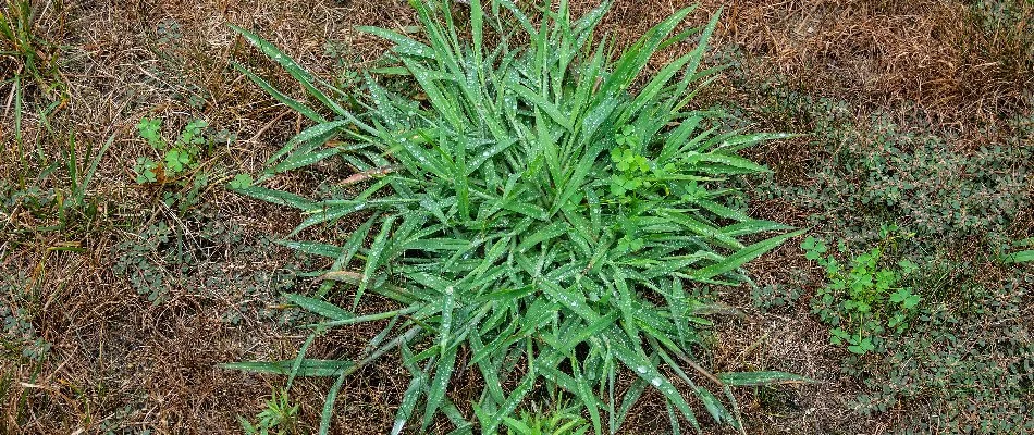 Green crabgrass weed in Grand Junction, CO.