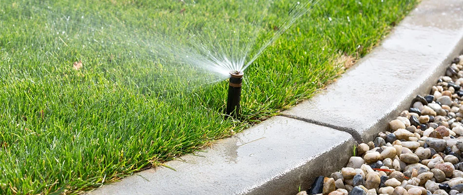 A sprinkler is watering a healthy lawn after a startup in Grand Junction, CO.