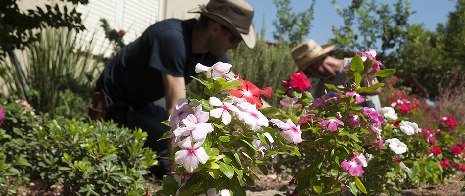 Two landscapers are planting plants and installing new landscaping near Palisade, CO.