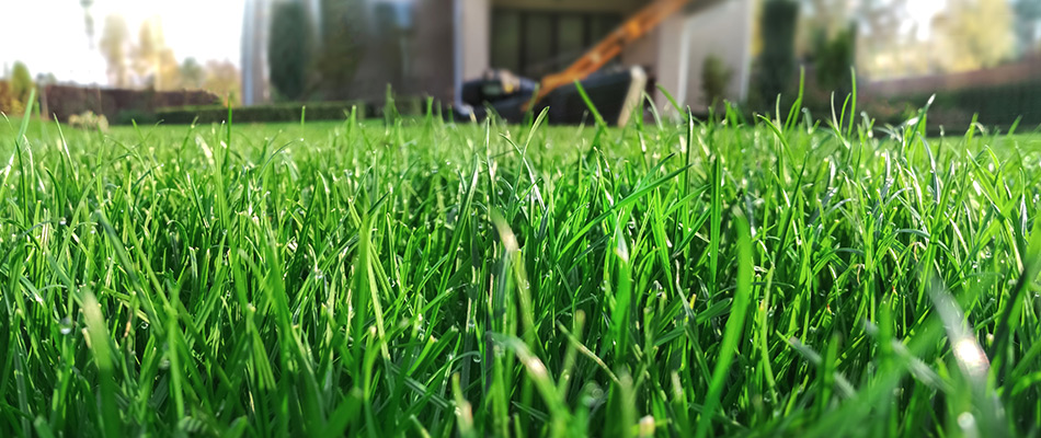 A bright and lush lawn with healthy grass blades near Fruita, CO.