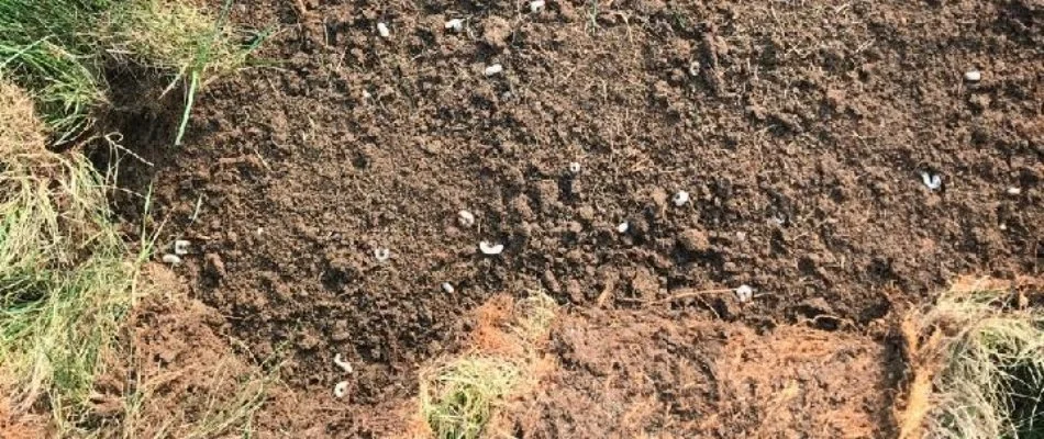 Close-up view of damaged lawn with visible grubs and soil in Grand Junction, CO.