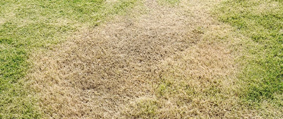 Lawn in Grand Junction, CO, with a large brown patch.