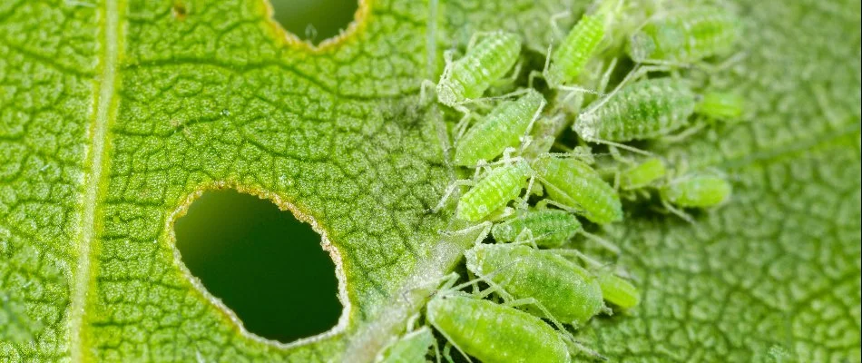 Many green aphids on a leaf in Grand Junction, CO.