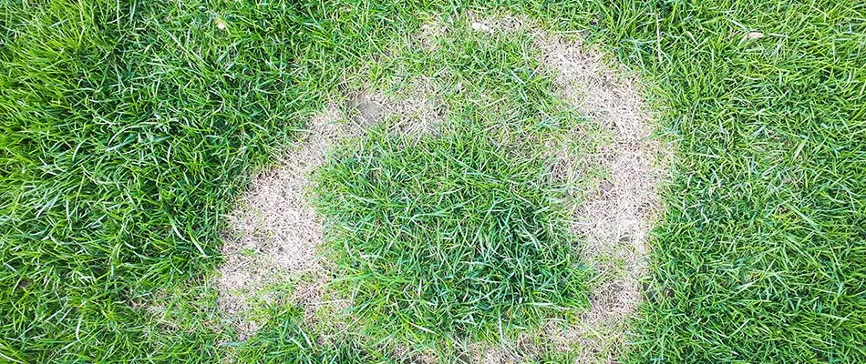 Necrotic ring spot lawn disease on a home's front lawn in the Grand Junction, CO area.