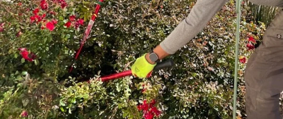 Worker trimming a plant on a property in Grand Junction, CO.
