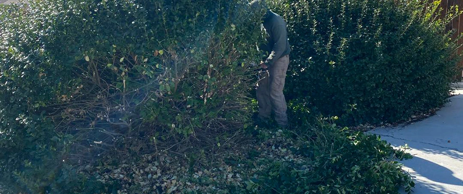 A tree and shrub care expert is prunning a shrub for winter to ensure its longevity and health.
