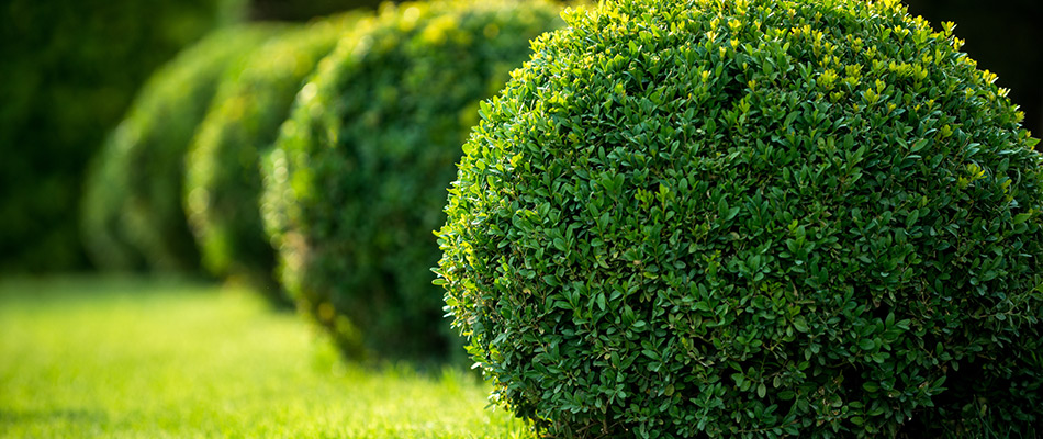 A row of trimmed, circular shrubs on a lawn in Fruita, CO.