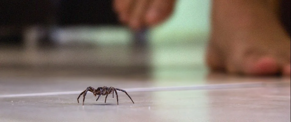 Spider on the ground near a person's foot in Grand Junction, CO.