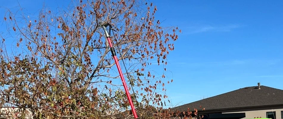 Tree with brown leaves being pruned in Grand Junction, CO.