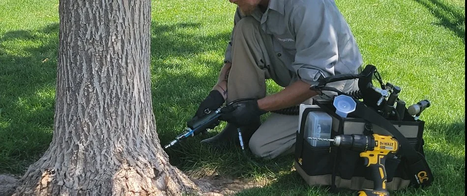 Worker injecting an insecticide into a tree trunk in Grand Junction, CO, for ash bark beetles.