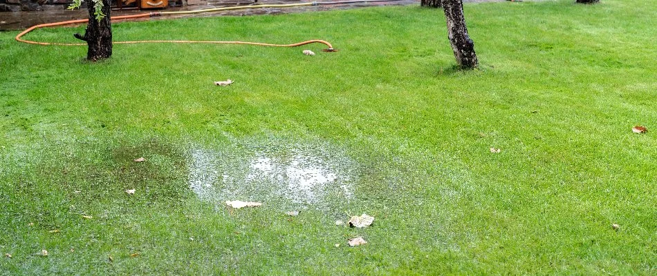 Water pooling on a lawn in Grand Junction, CO.
