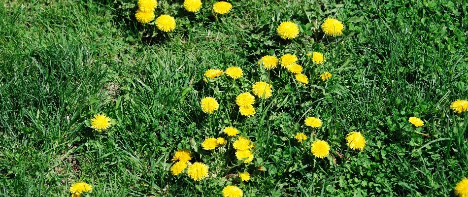 Yellow dandelion weeds on a lawn in Grand Junction, CO.