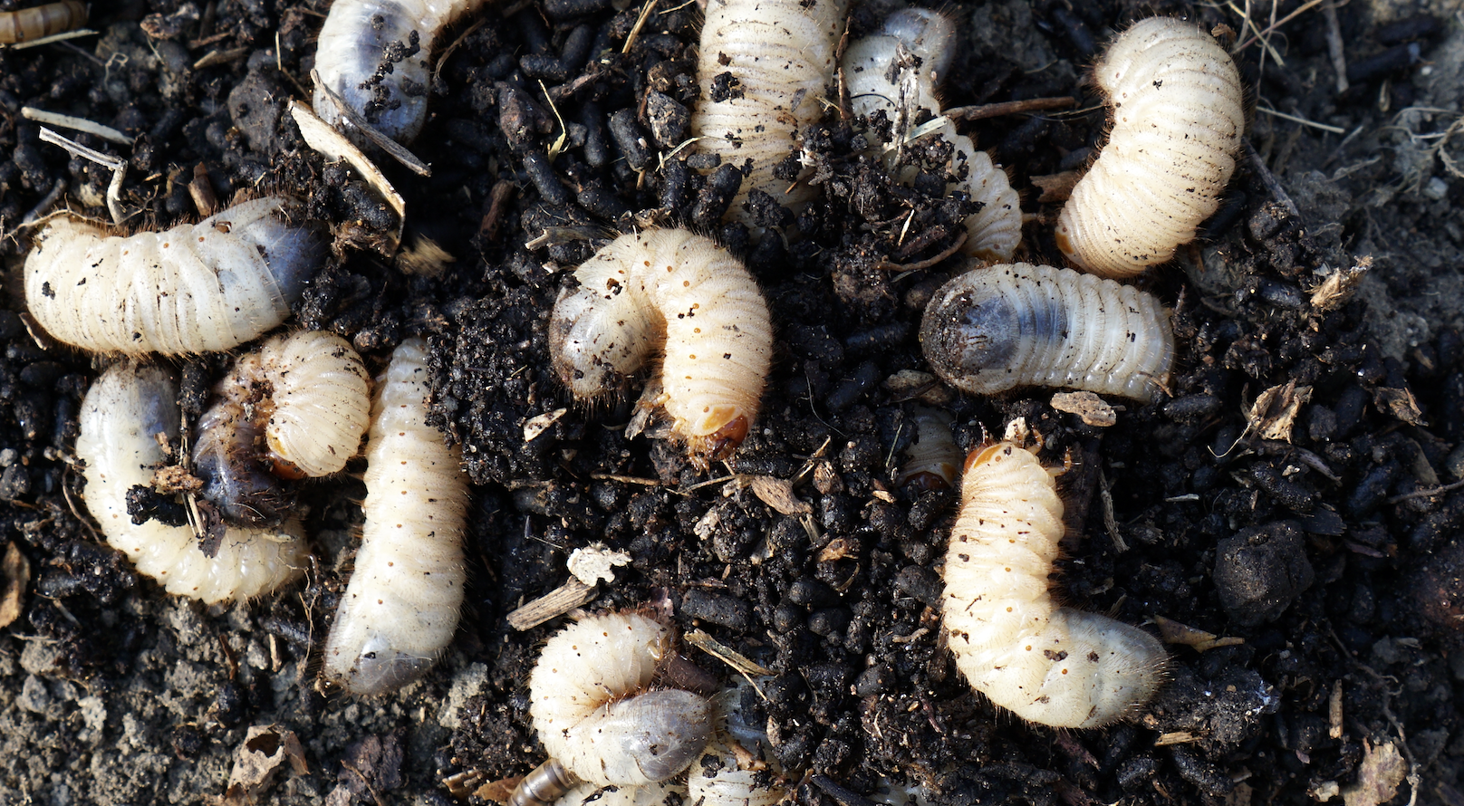 Grub Control service in Grand Junction