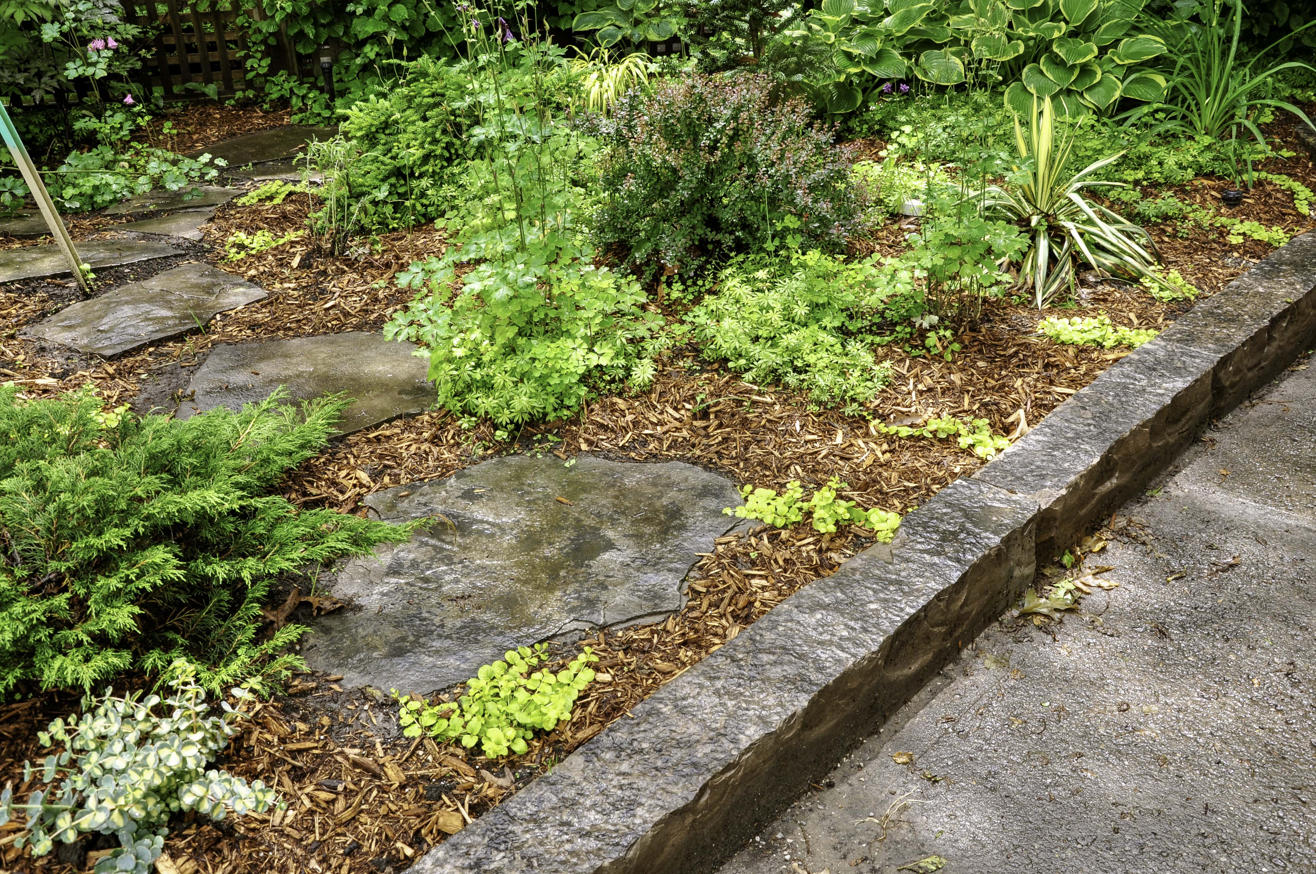 Landscape bed with concrete curbing and plants